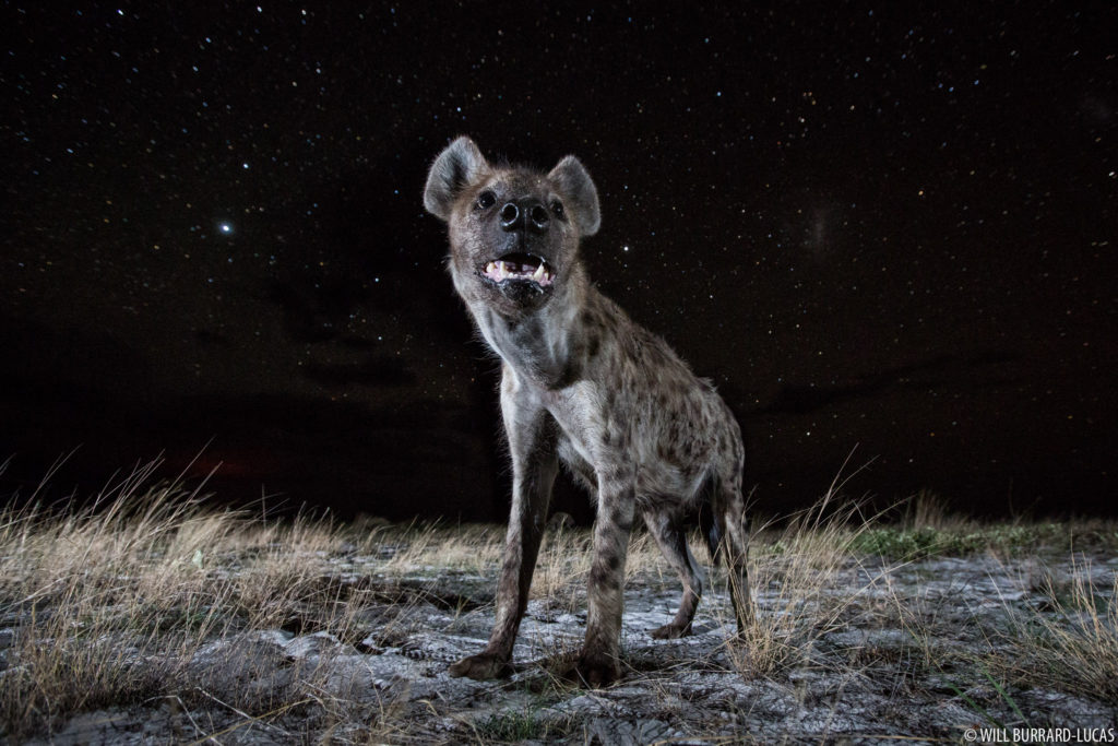 Hyena Under Stars
