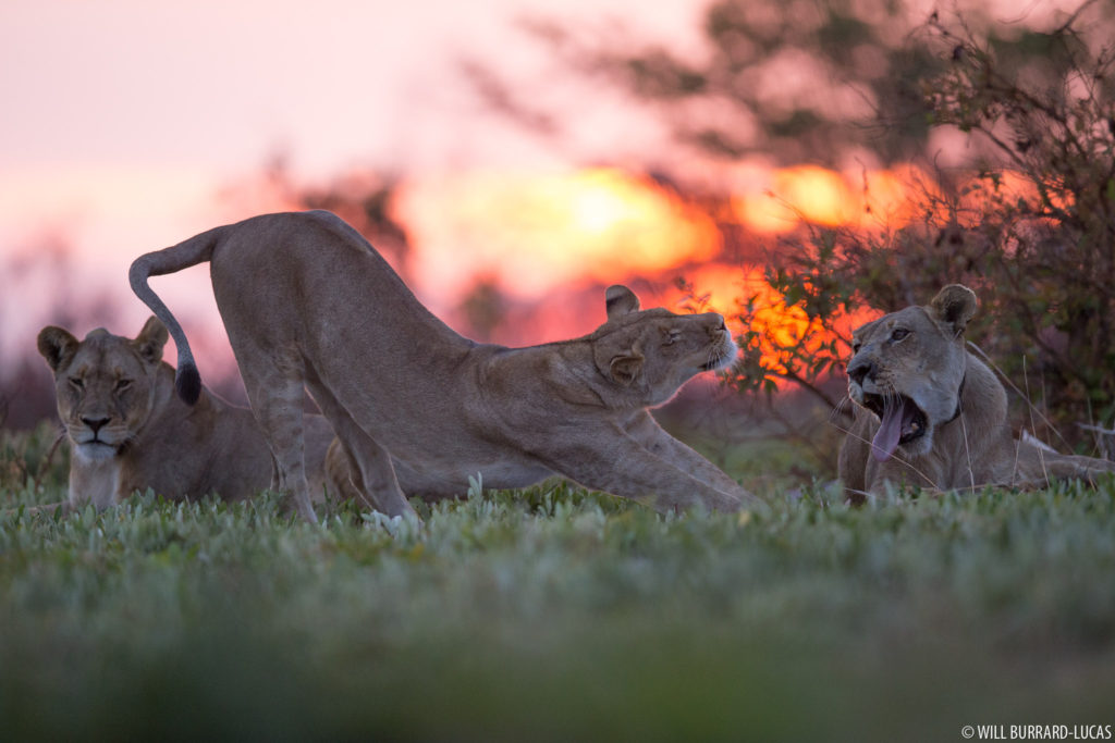 Stretching Lion