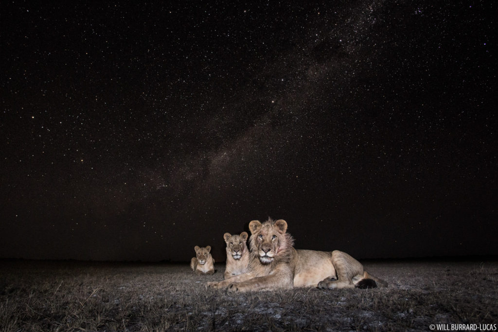 Milky Way Lions