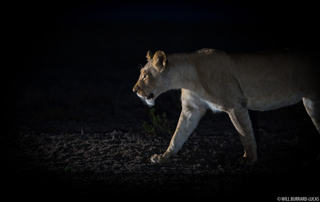 Lion at Night