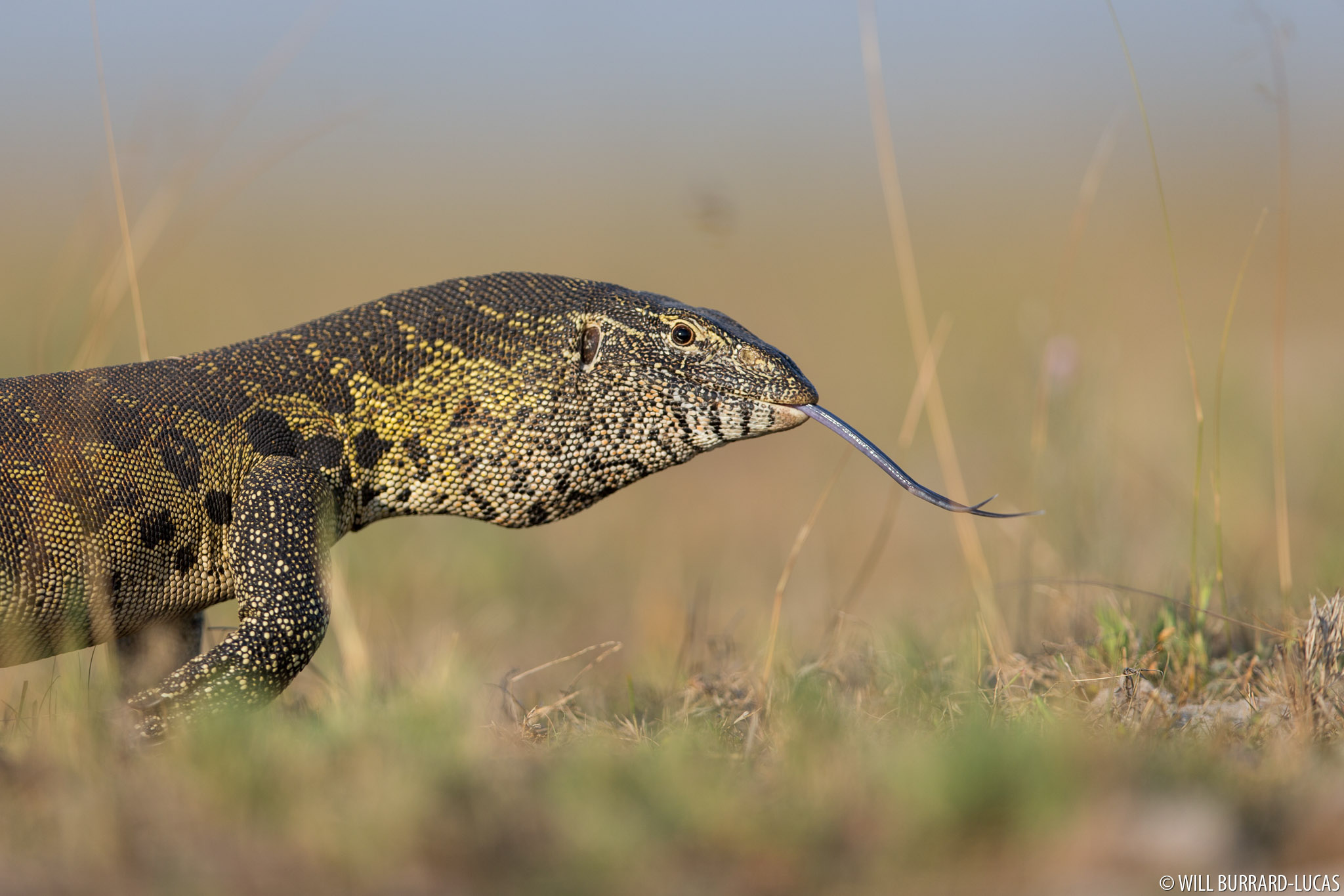 Nile Monitor Will Burrard Lucas