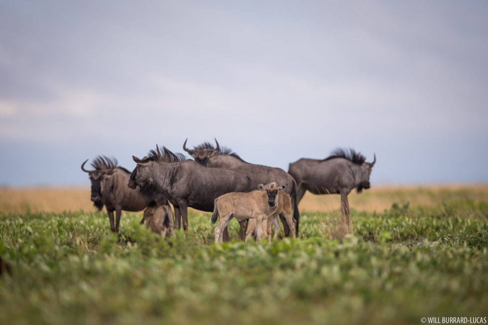 Blue Wildebeest + Liuwa Plain National Park | Photos Pictures Images