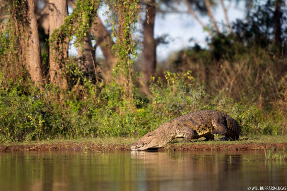 Crocodiles Lower Zambezi National Park Photos Pictures Images   WBL Lower Zambezi Crocodile 100519153742 980x653 