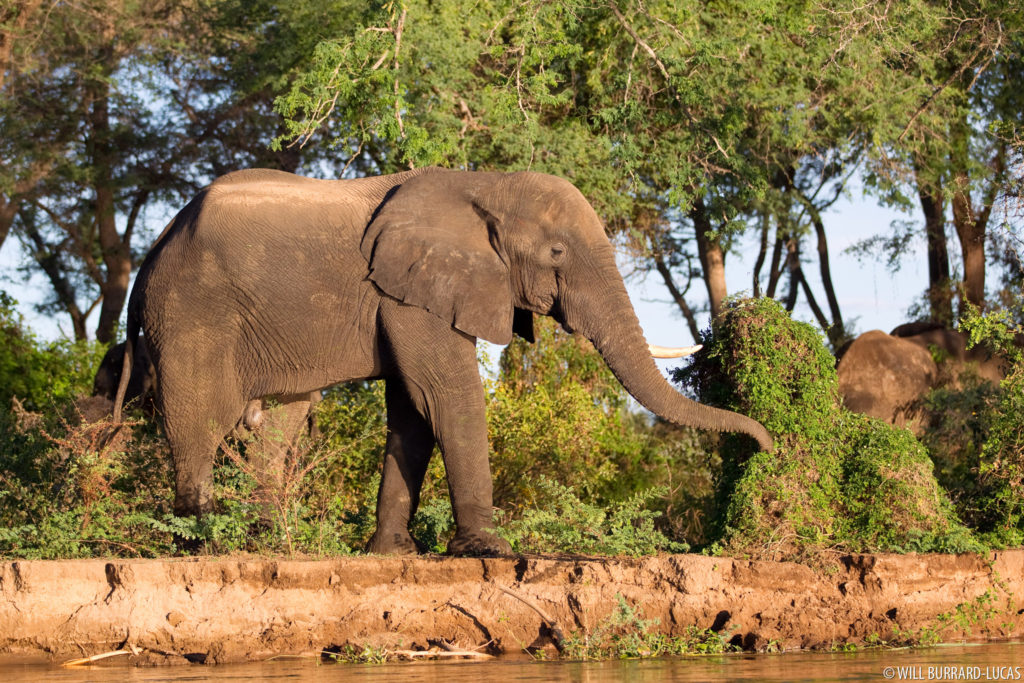 Elephant Lower Zambezi