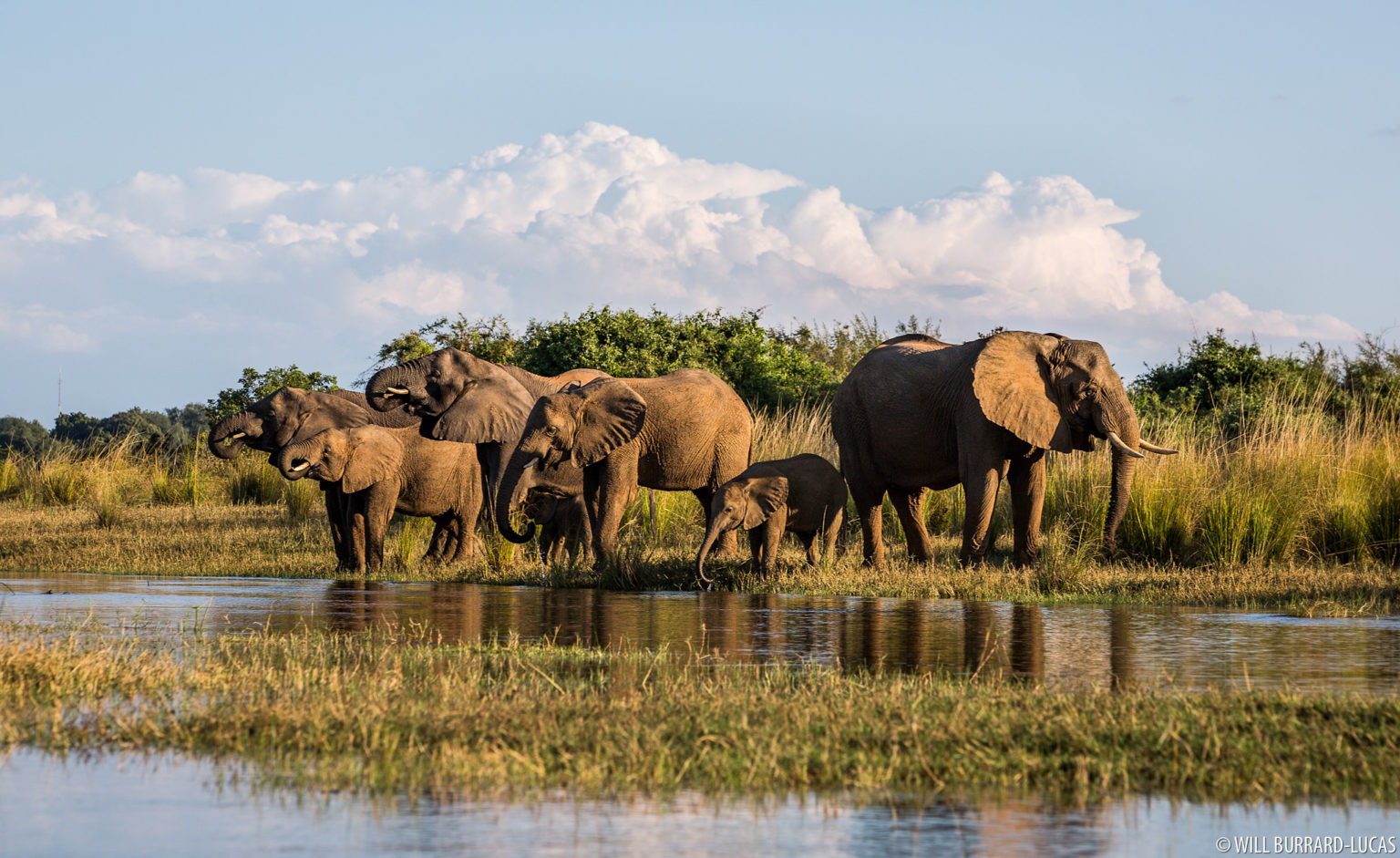 African Bush Elephants Zambia Photos Pictures Images   WBL Lower Zambezi Elephants 130522152509 1536x941 