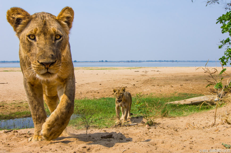 Lower Zambezi National Park Mammals Photos Pictures Images   WBL Lower Zambezi Lion 121019104337 980x649 