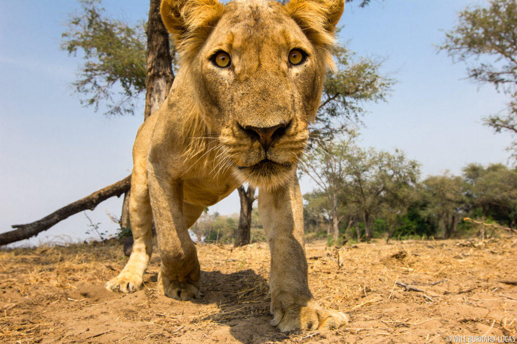 Zambezi Lion