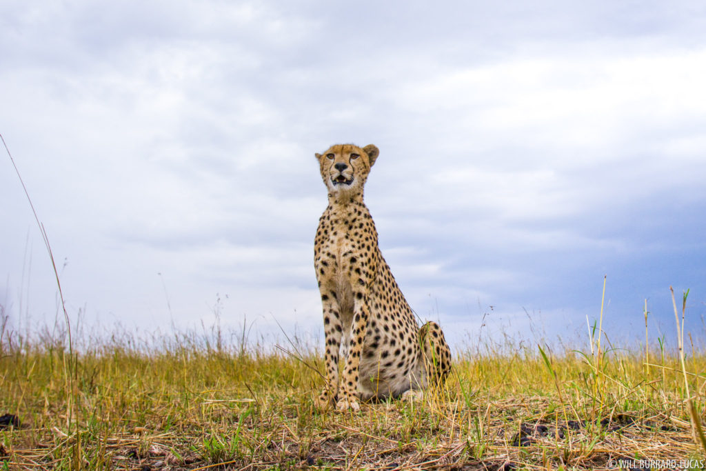 Wide-angle Cheetah