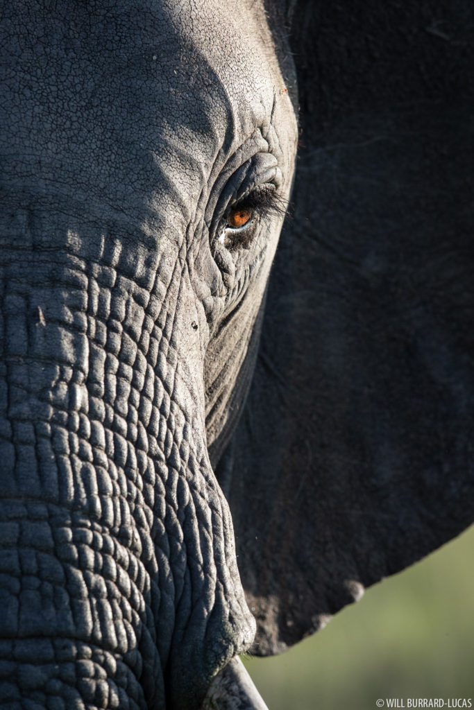 Elephant Eye