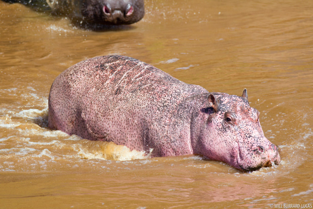 Leucistic Hippo