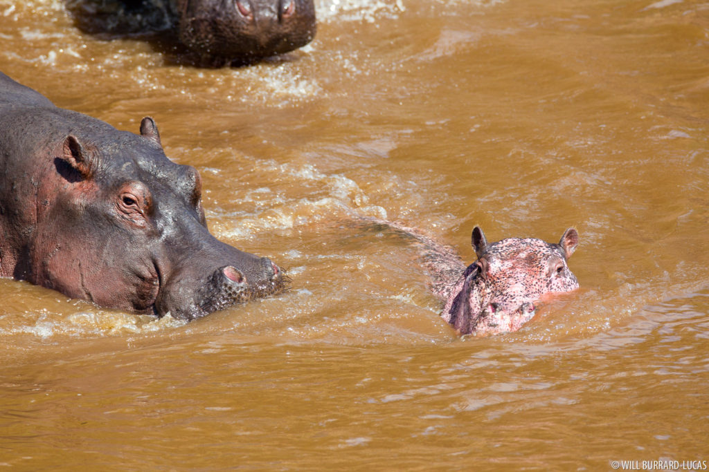 Pink Hippo Swimming