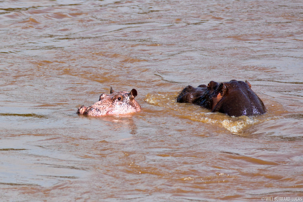 Pink Hippo with Mother