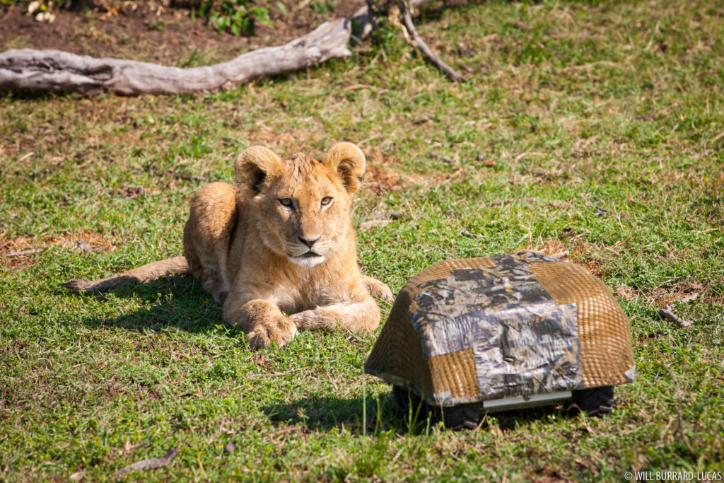 Lion Cub with BeetleCam