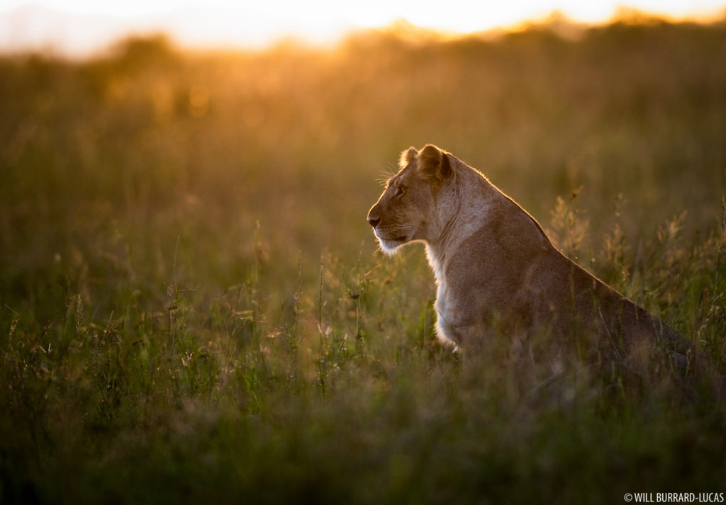 Mara Lioness