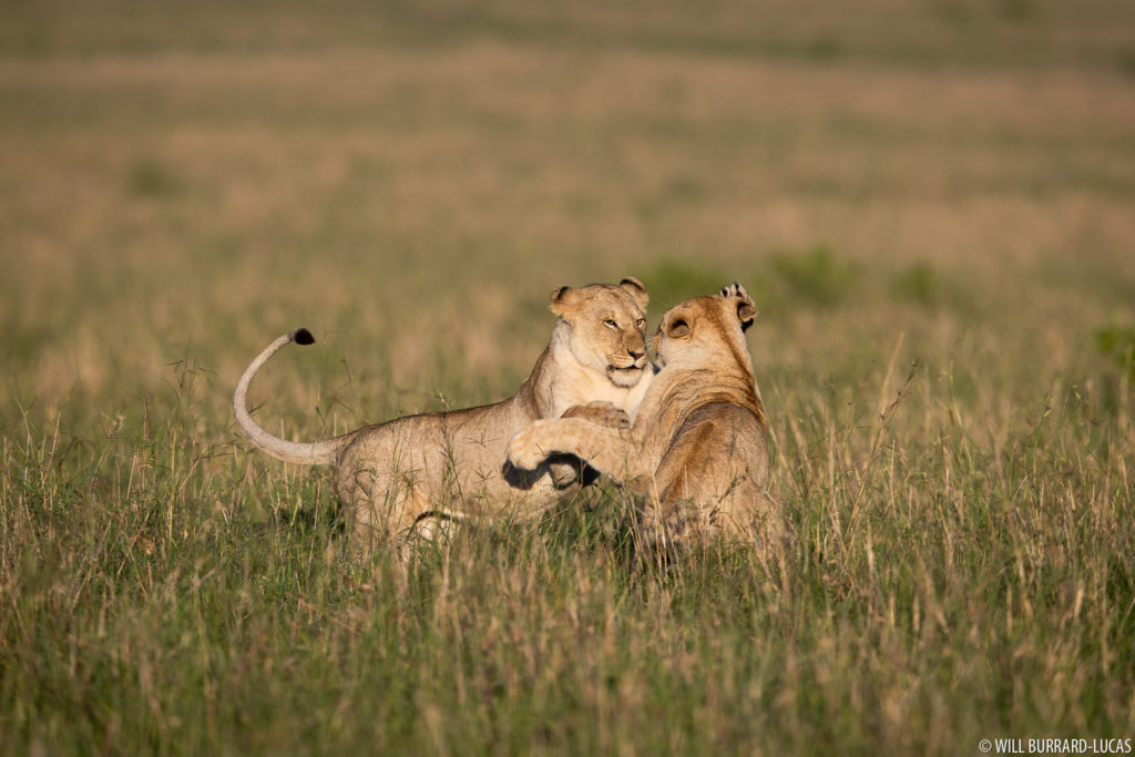 Playing Lions