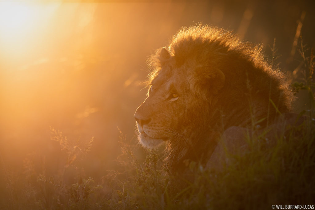 Lion at Sunrise