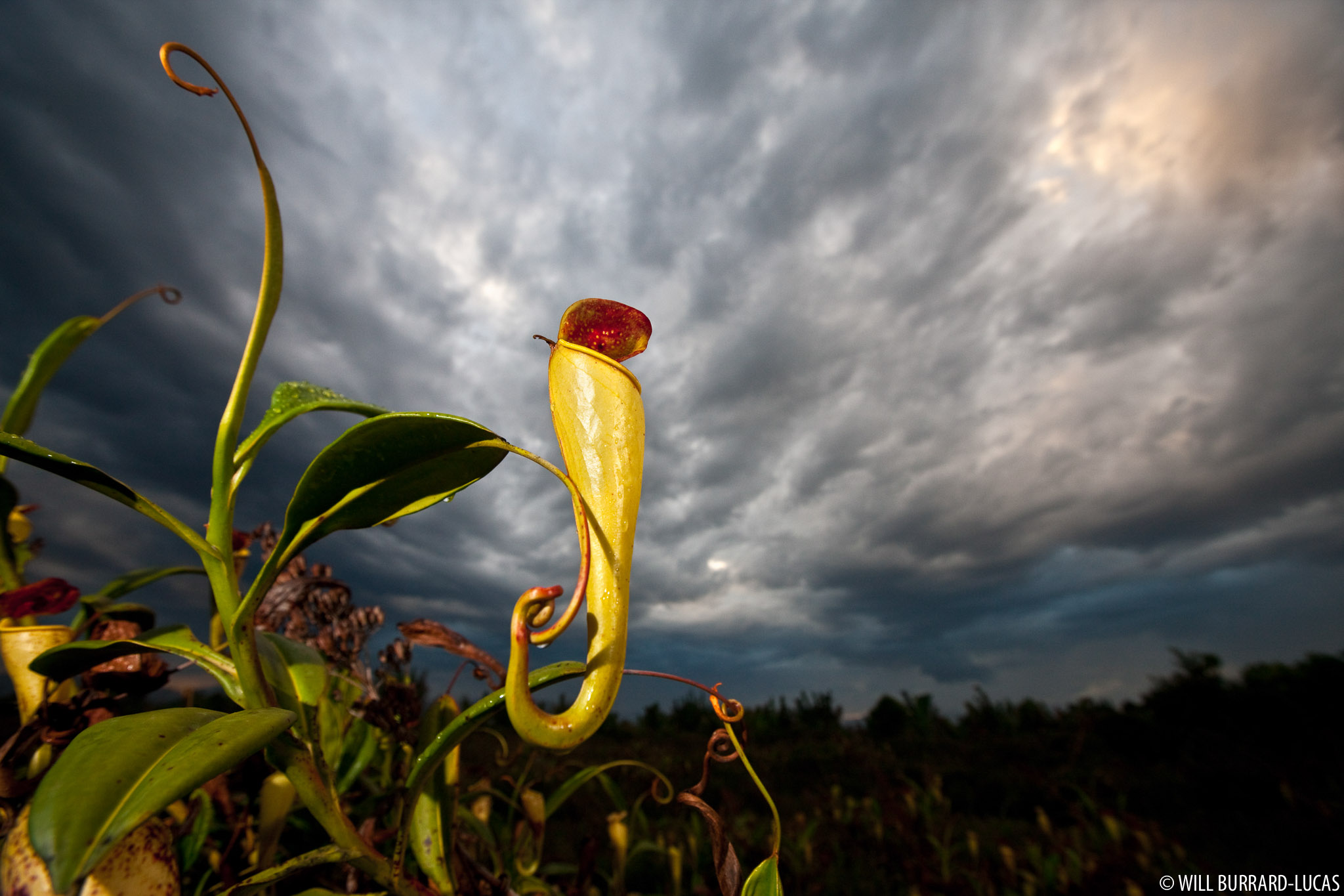 Carnivorous Plant Will Burrard Lucas