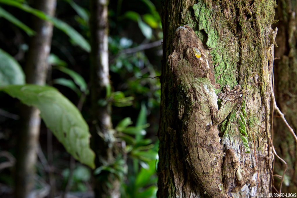 Leaf-tail Geckon on Tree