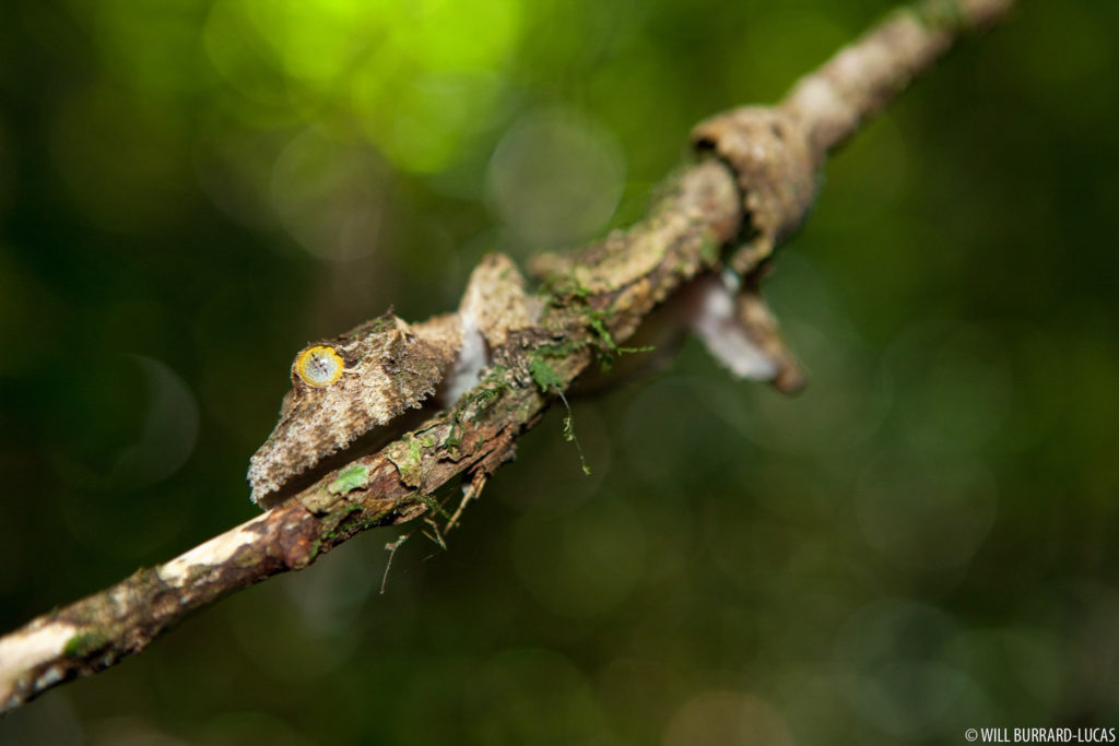 Madagascar Leaf-tail Gecko