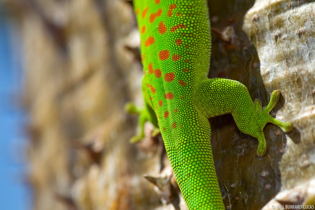 Gecko Back