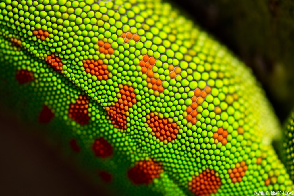Gecko Texture