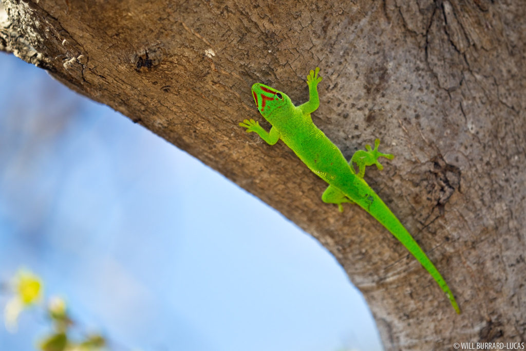 Bright Green Gecko