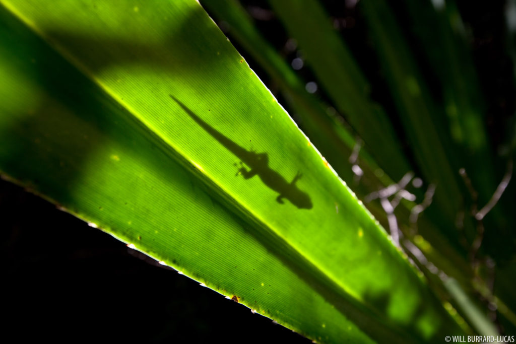 Backlit Gecko