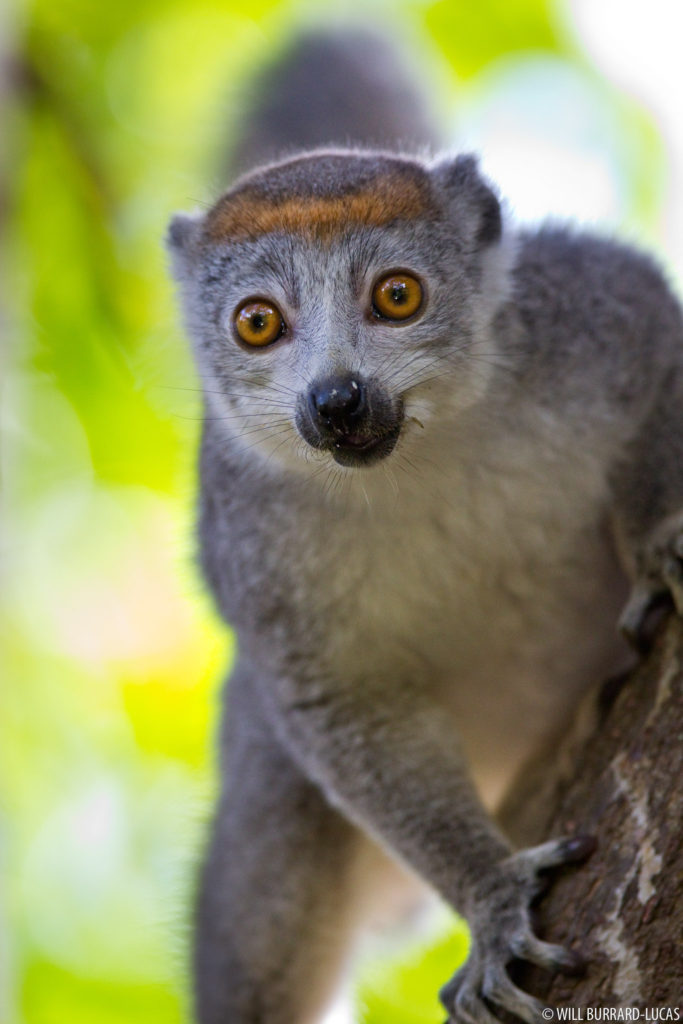 Female Crowned Lemur