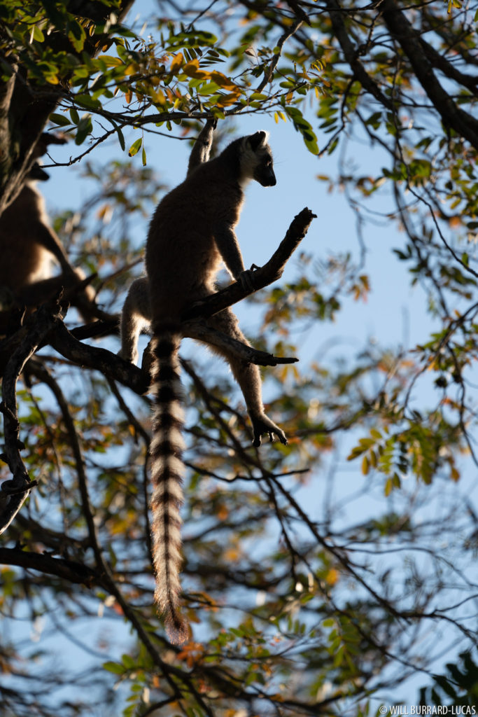 Basking Lemur