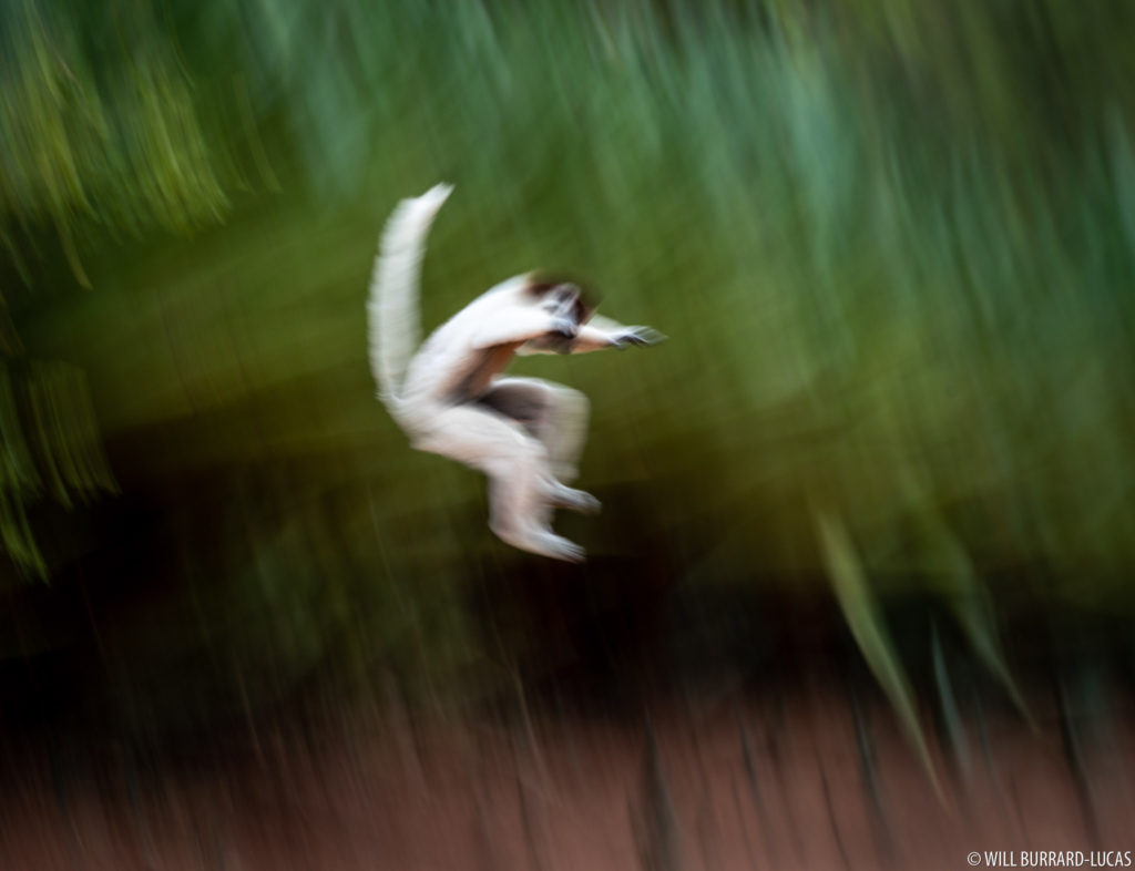 Jumping Lemur