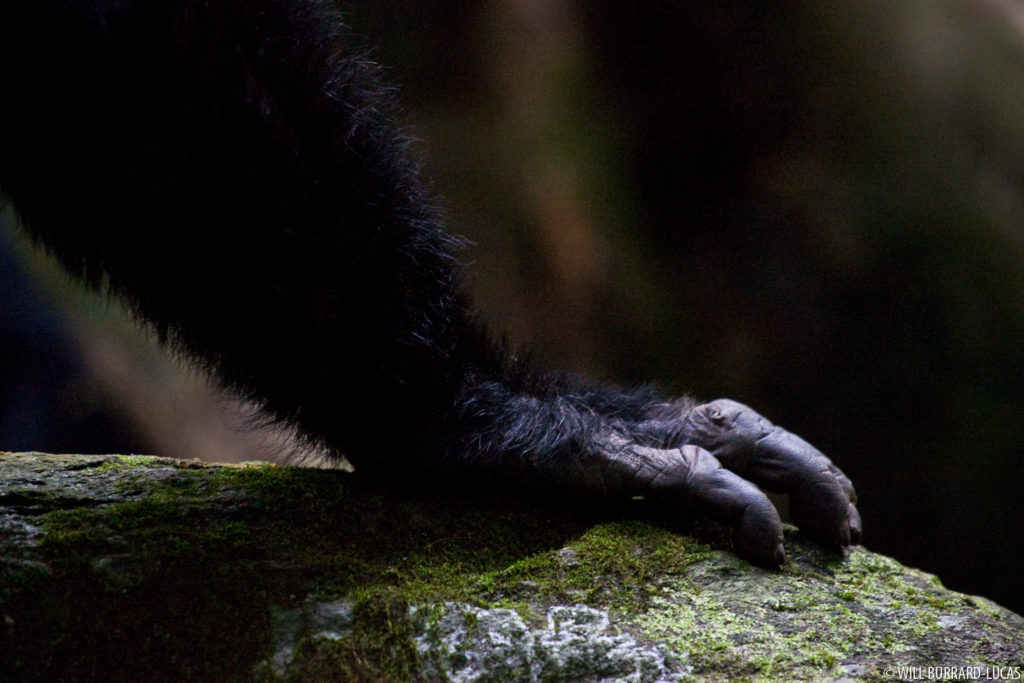 Chimpanzee Hand