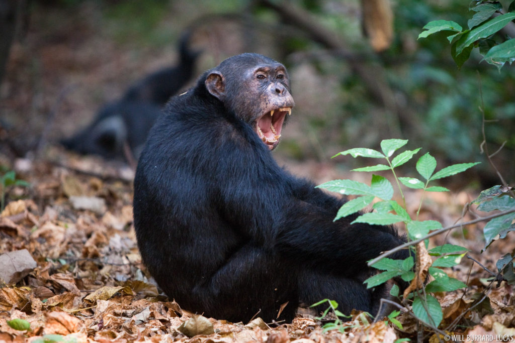 Chimpanzee Teeth