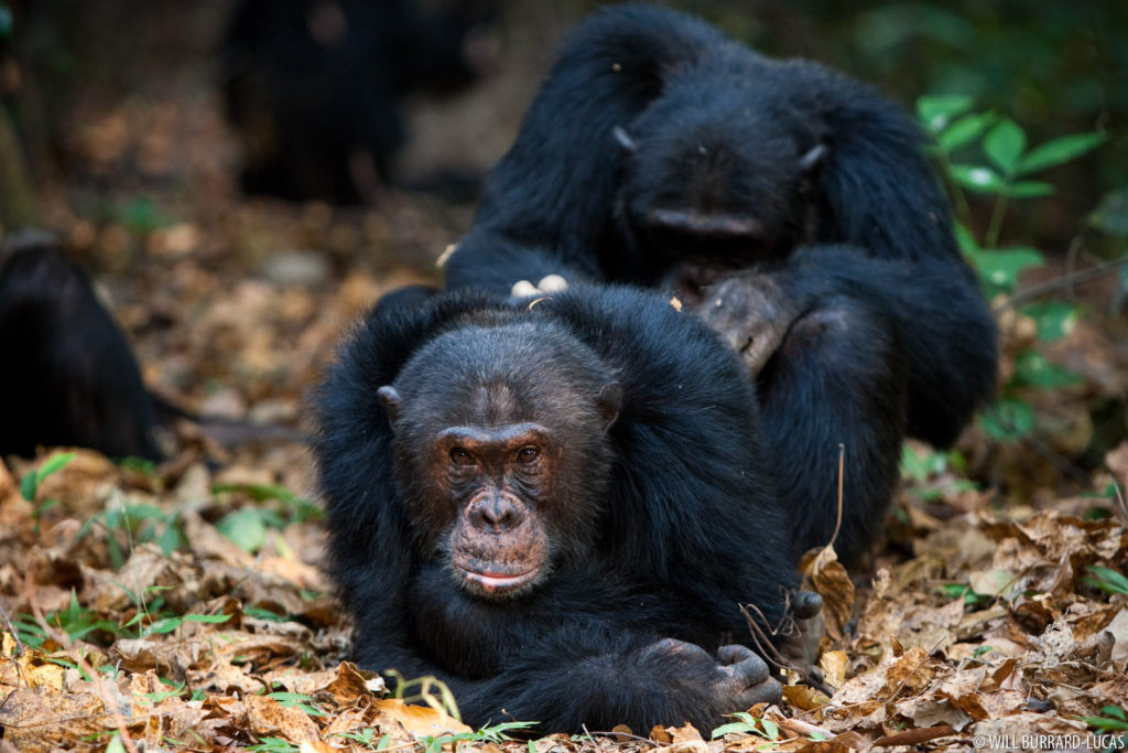 Grooming Chimps