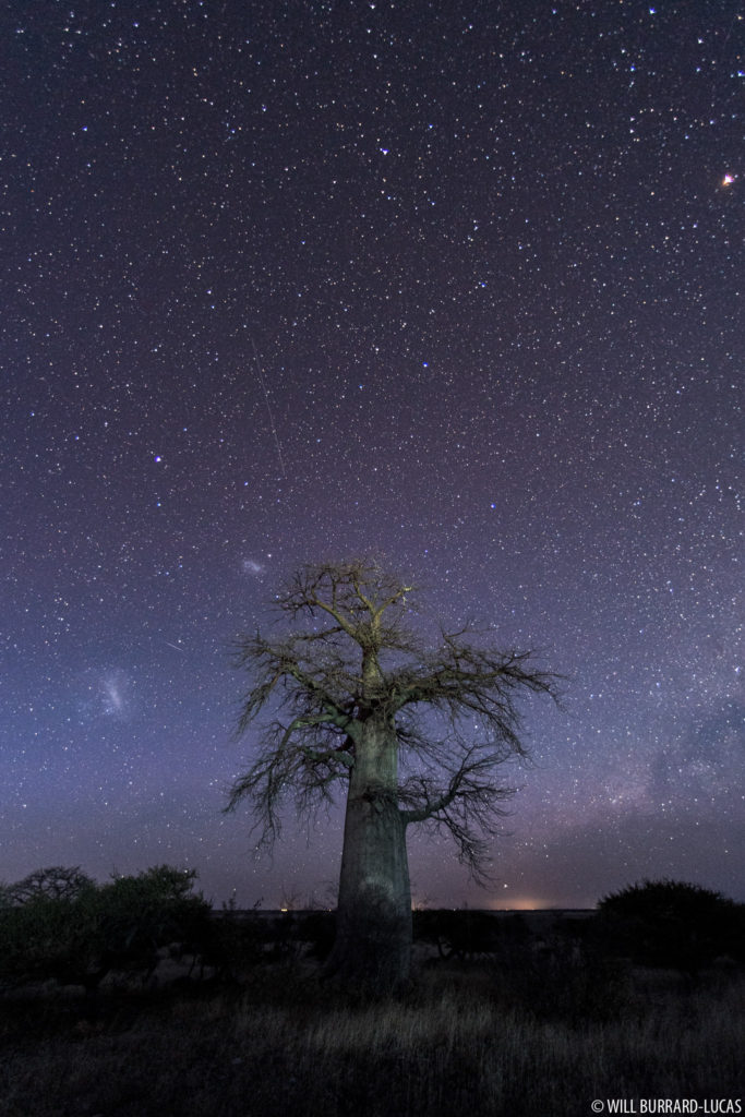 Baobab Stars