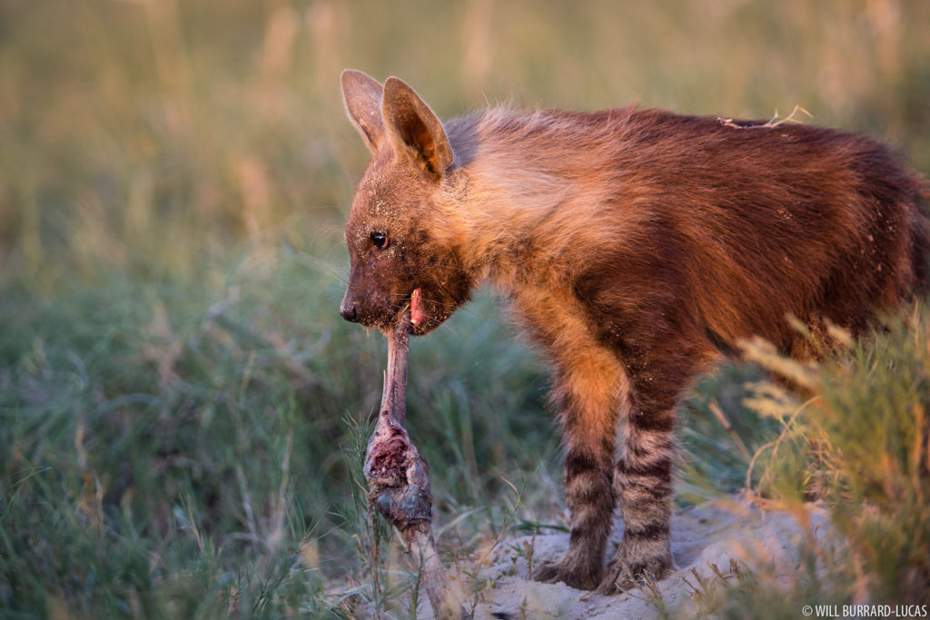 Brown Hyena Pup
