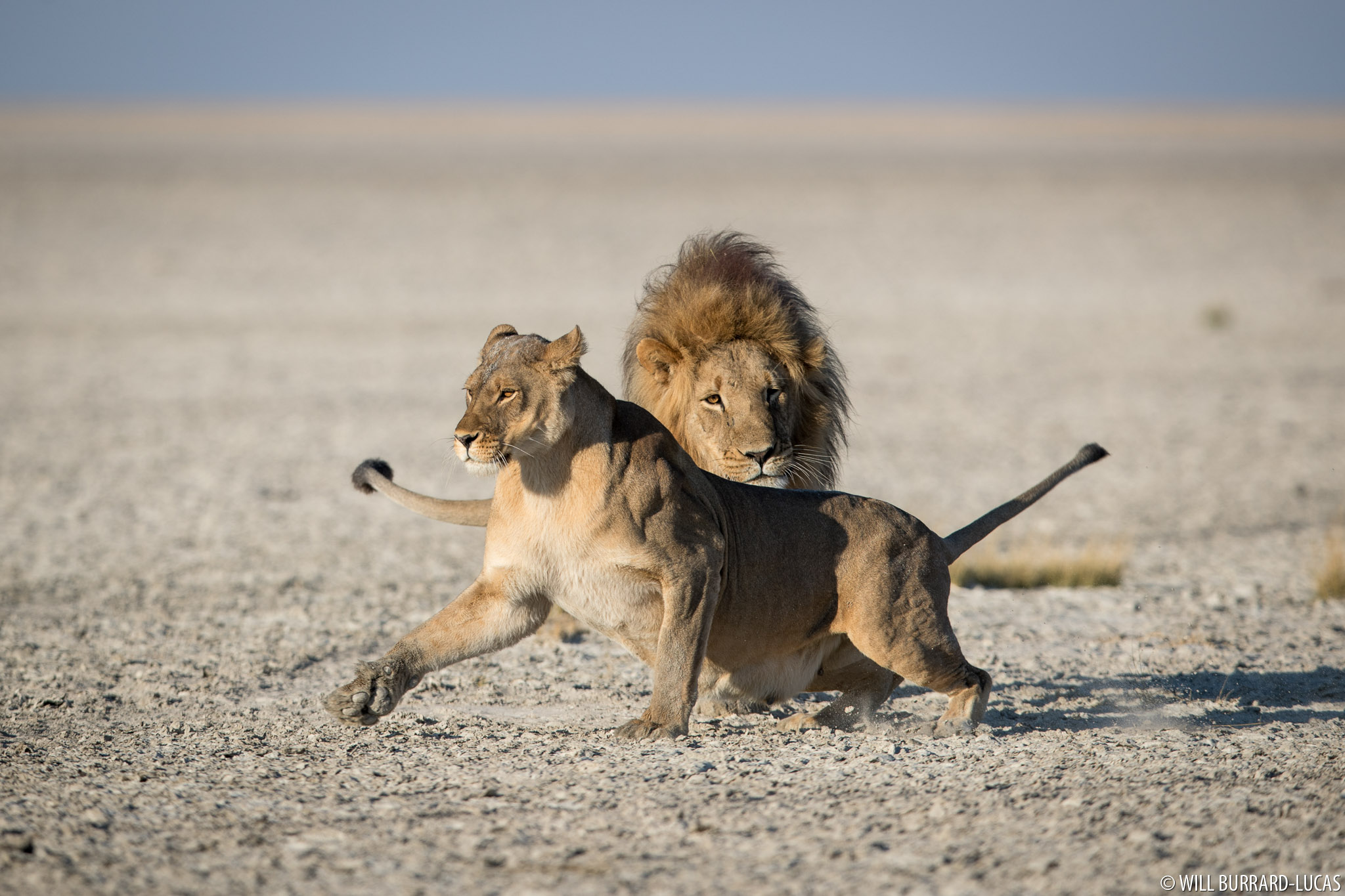 Mating Lions | Will Burrard-Lucas