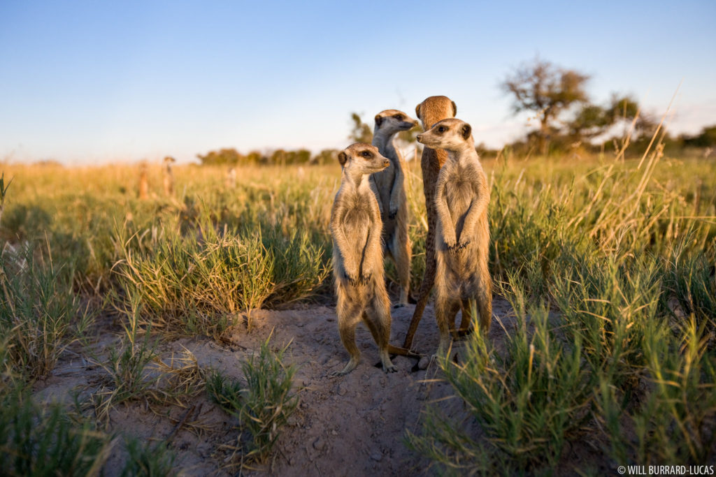 African Meerkats