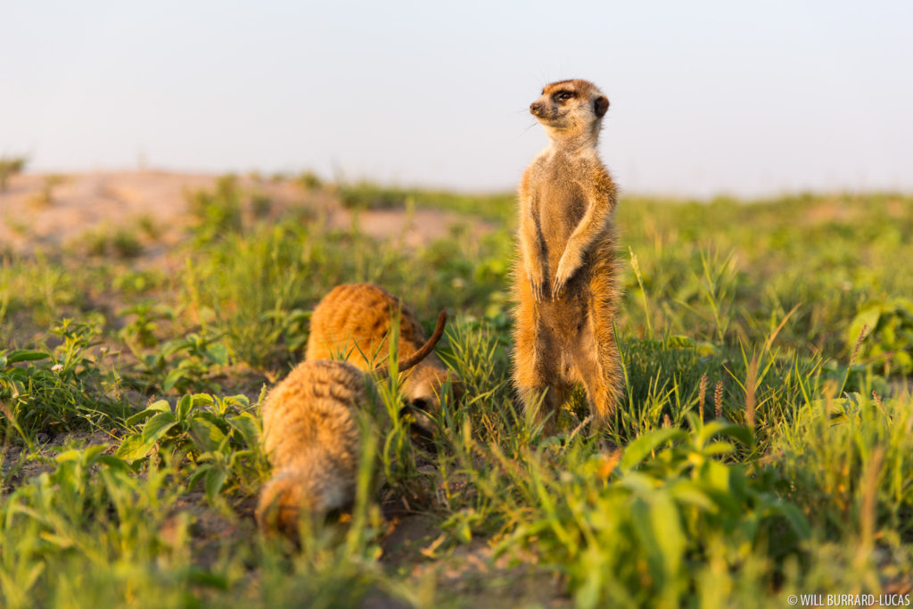 Foraging Meerkats