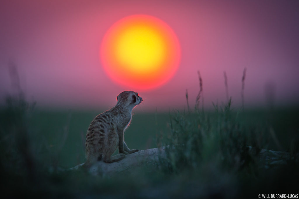 Meerkat Sunset