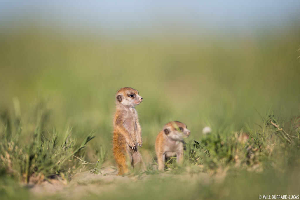 Meerkat Babies