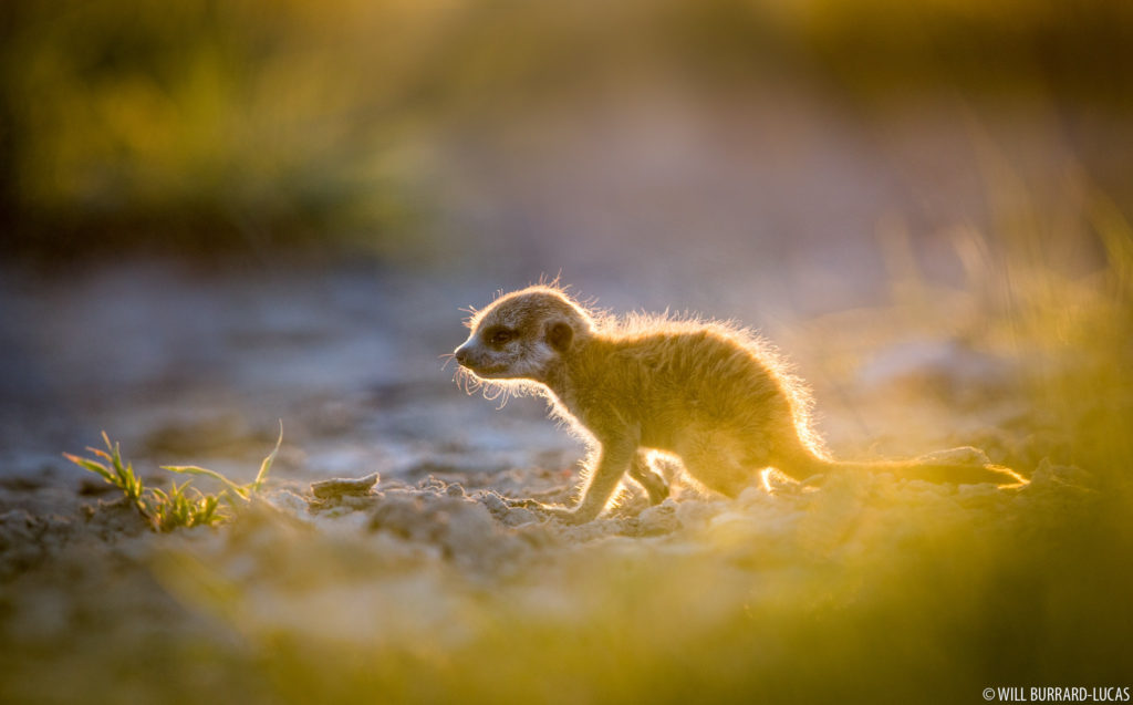 Meerkat Baby
