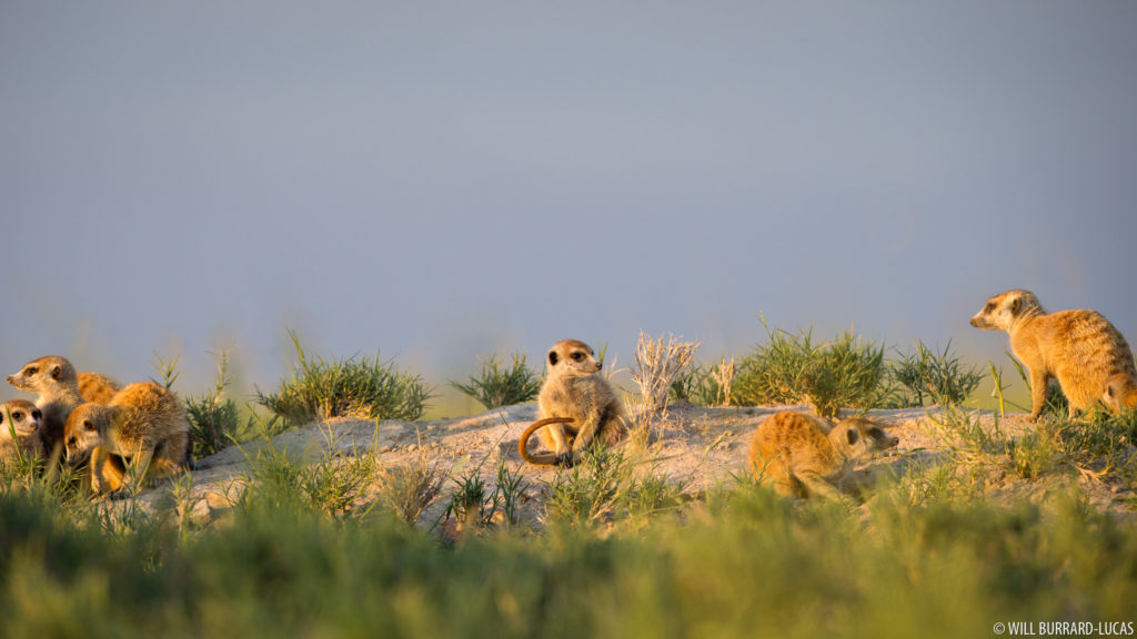 Meerkats Den