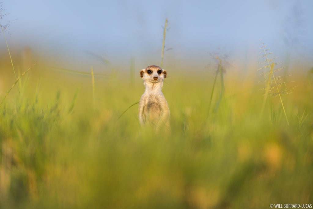 Meerkat in Grass