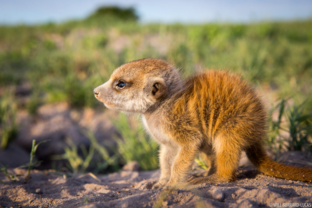 Meerkat Baby Will Burrard Lucas
