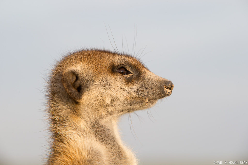 Meerkat Face