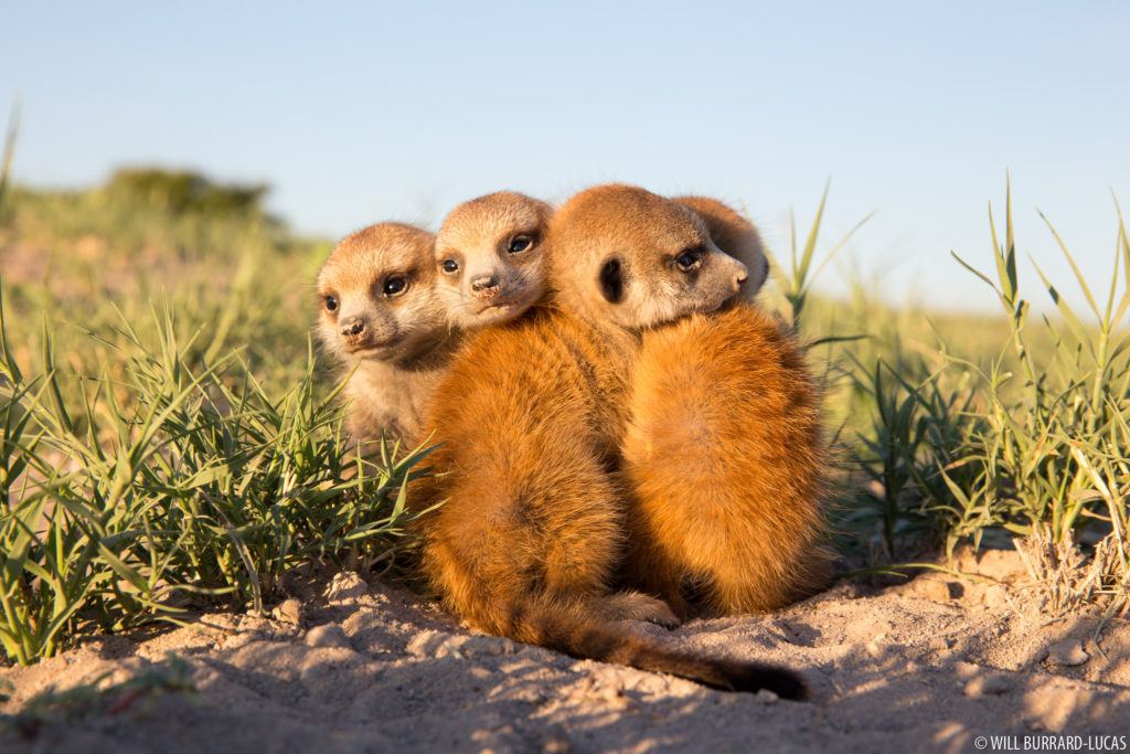 Small Meerkats