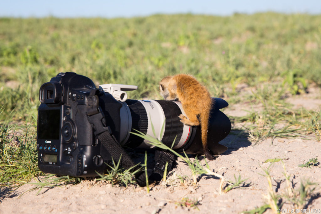 Baby Meerkat on Lens
