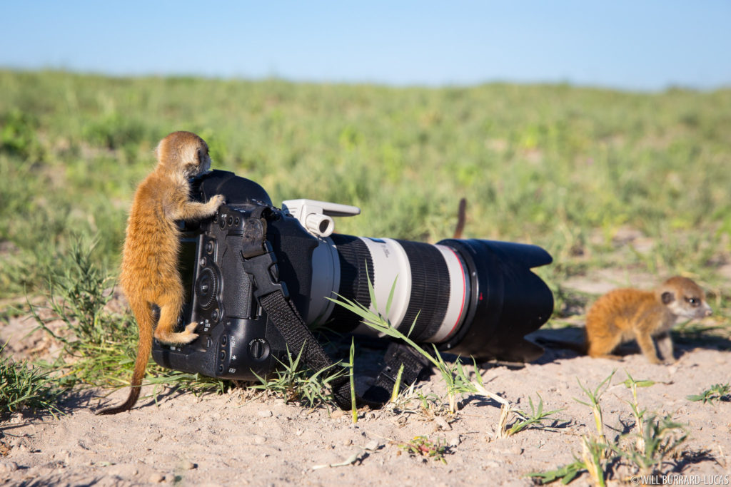 Baby Meerkat on Camera