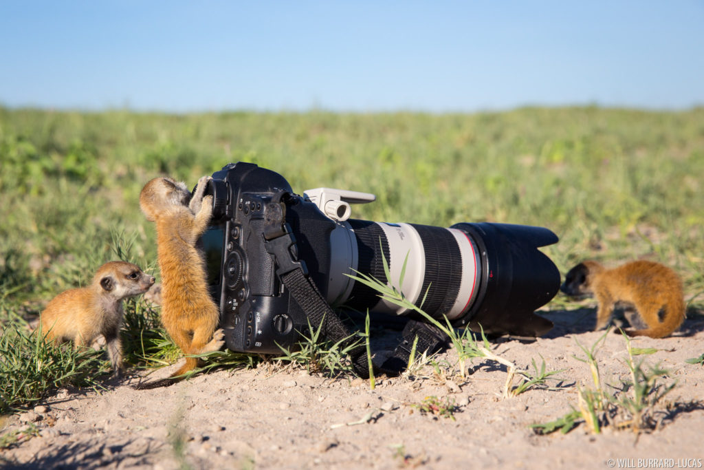 Meerkats Playing Camera