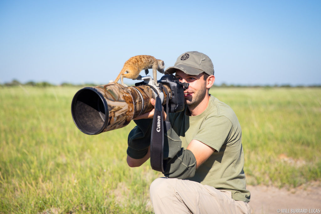 Photographing Meerkats